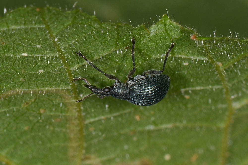 Apionidae: Oxystoma pomonae